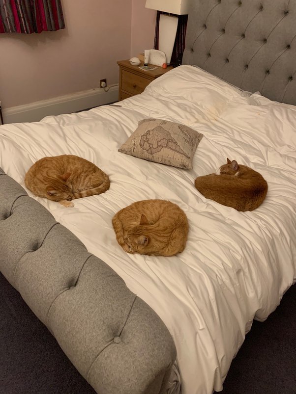 How to stop my cat sleeping on my bed Quora