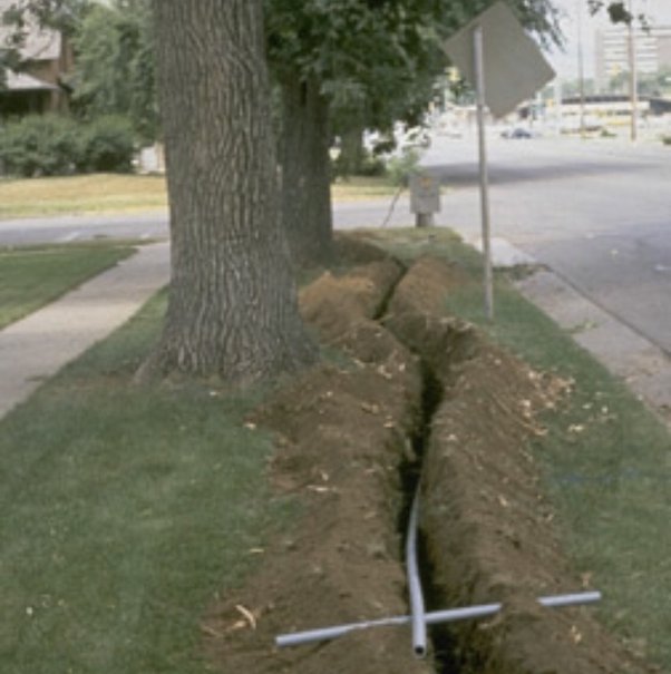 How long do trees live in the wild? Quora