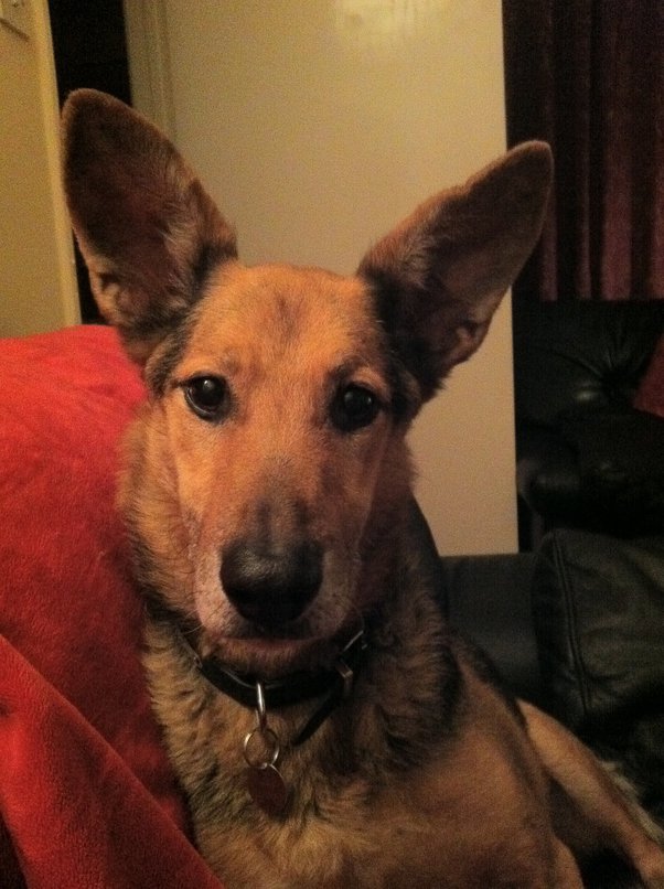 How to get my dog out from under my feet Quora