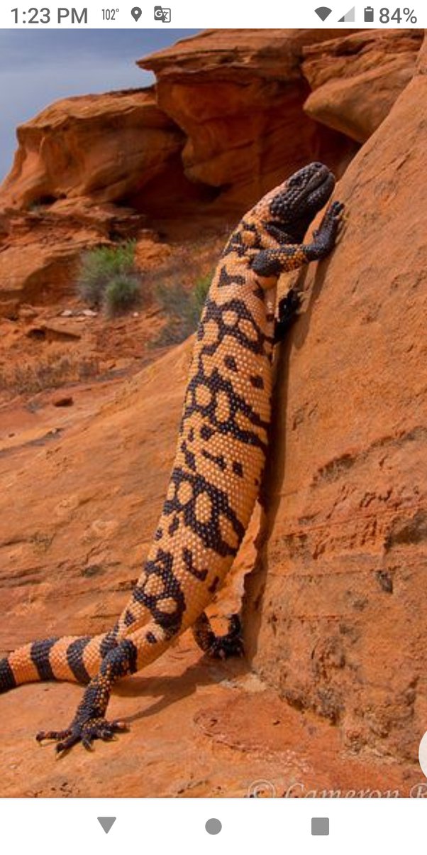 What lizards can kill humans? Quora