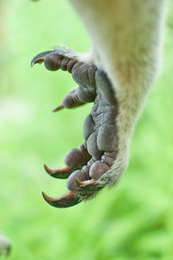Why are koalas so cute? Quora