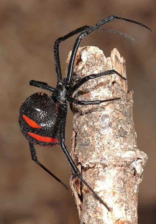 How does the false widow spider differ from the black widow, and what
