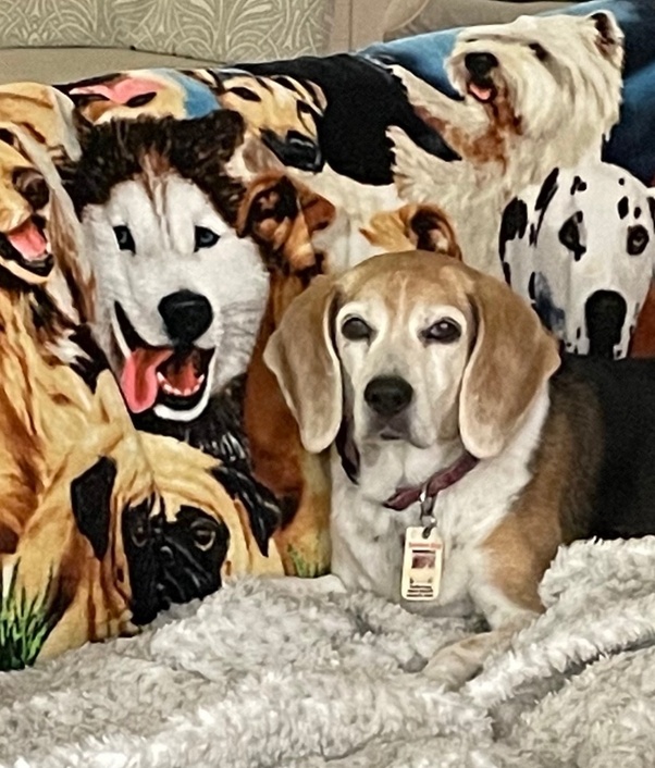 Are Aca Registered Dogs Purebred