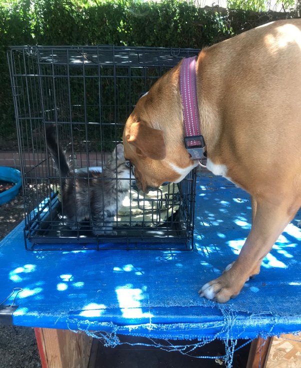 How long does it take a cat to feral? My 2year old indoor cat