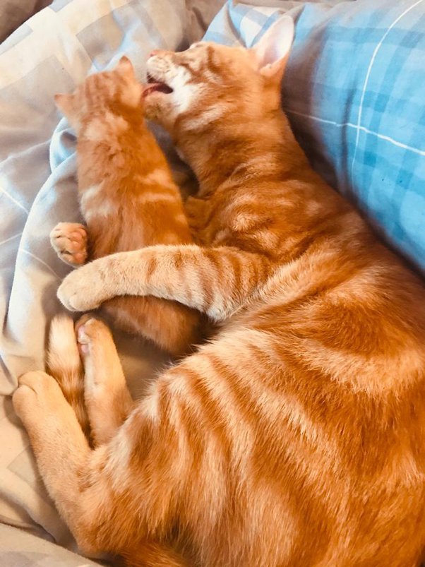 Will a male cat accept a male kitten? Quora