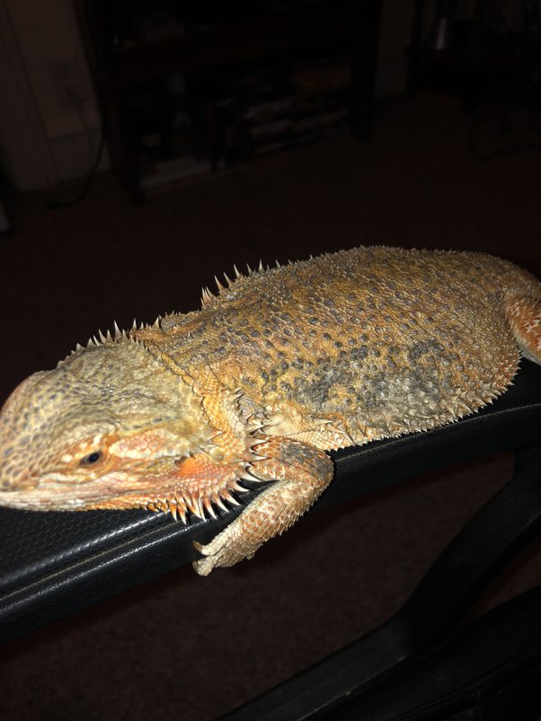 Why is my bearded dragon’s foot white looking? Quora