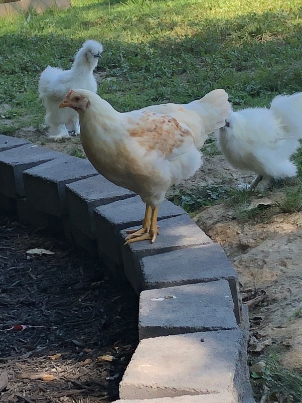 How to prevent my broiler chicken from dying Quora