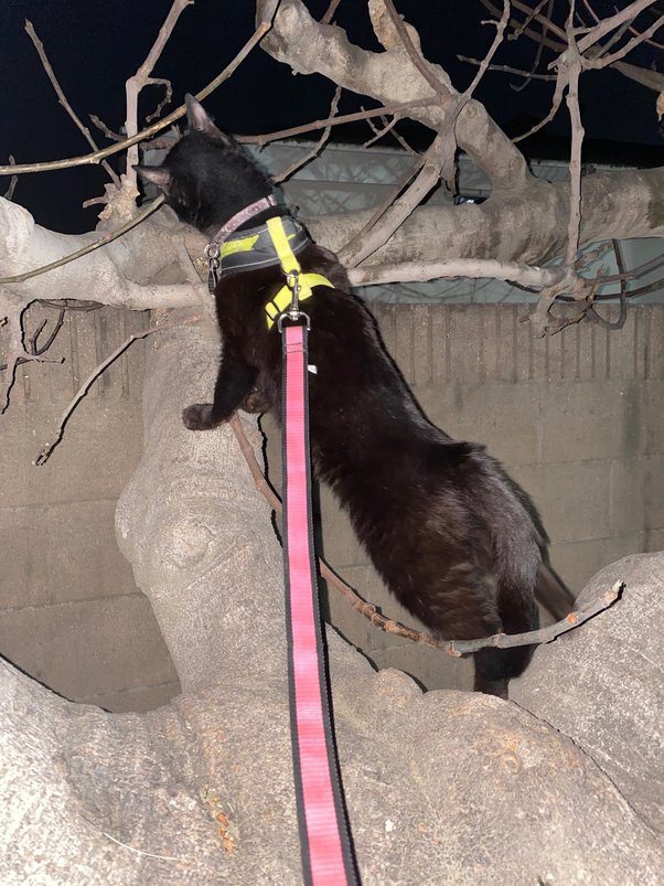 Should I walk my cat in my backyard (obviously with a harness)? Quora