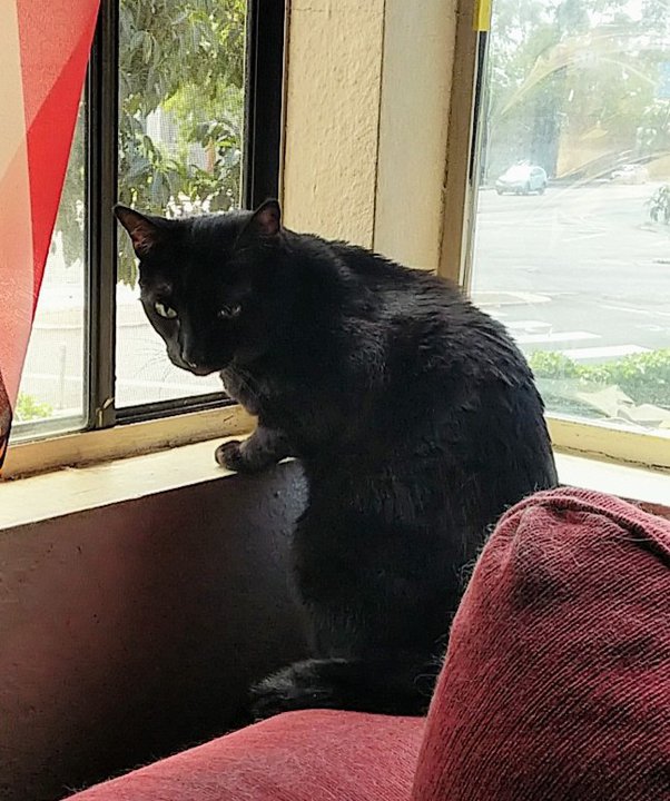 Can two cats live in one room? Quora