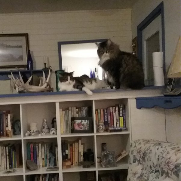 What is the best way to clean up after a cat knocks something over? Quora