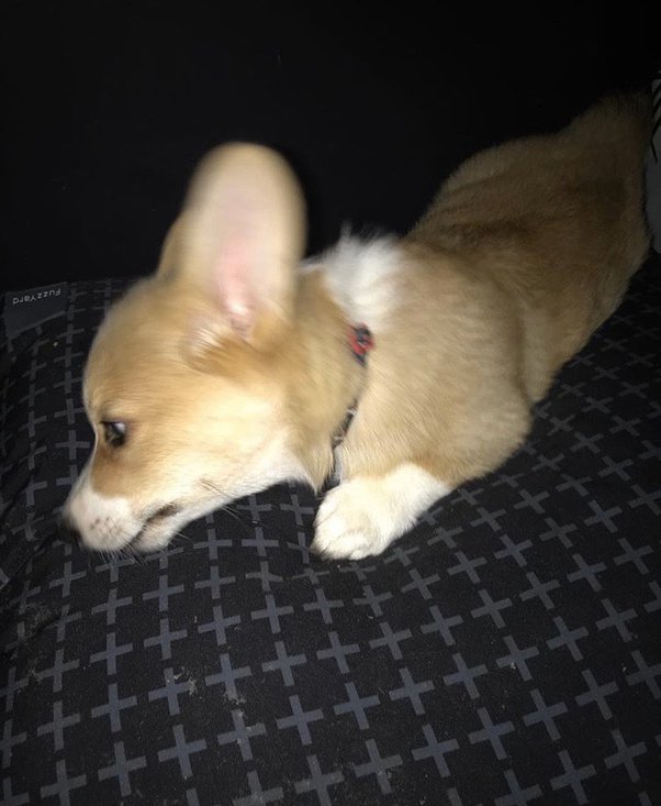 Should I Remove Dead Puppy From Mother