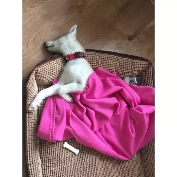 Why Does My Dog Howl At Her Squeaky Toy