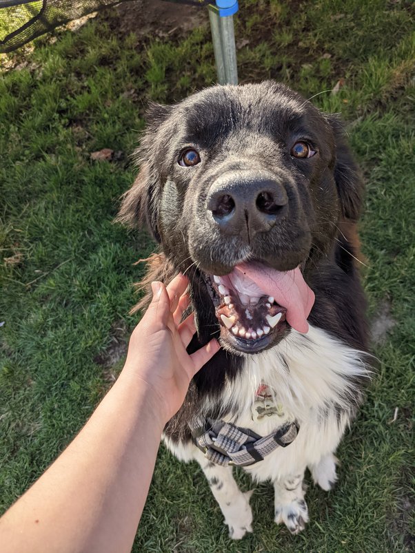 Are Airedales Affectionate And Do They Like To Cuddle