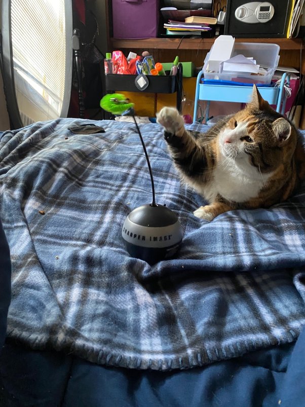 Can a stray cat be an indoor pet? Quora