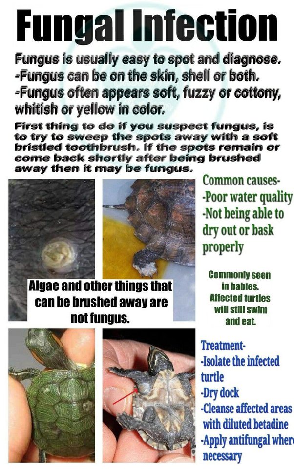 Why is My Turtle'S Shell Turning White? Turtlean