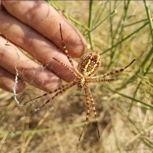 Why don't bees get stuck in spiderwebs? Quora