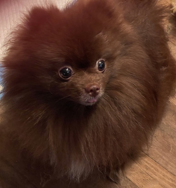 What Do Pomeranians Look Like