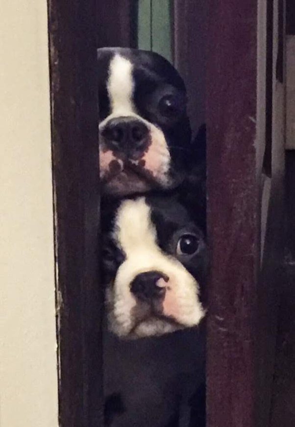 Why does my dog pull the blankets from her kennel? She is old and likes