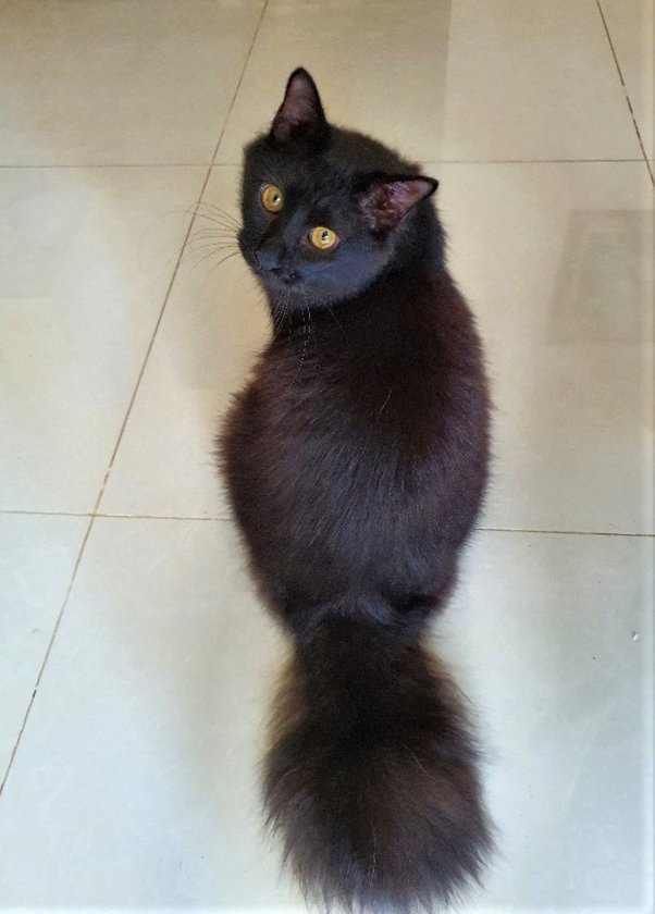 Are black cats unlucky? Quora