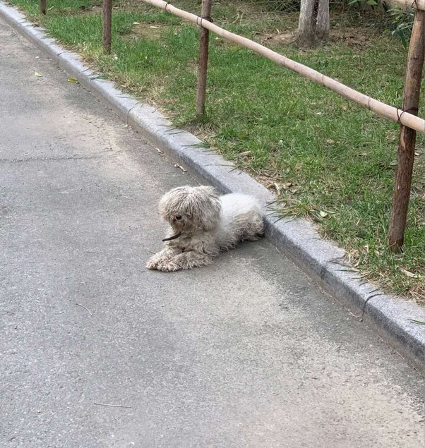 Why Should Everyone Have A Dog