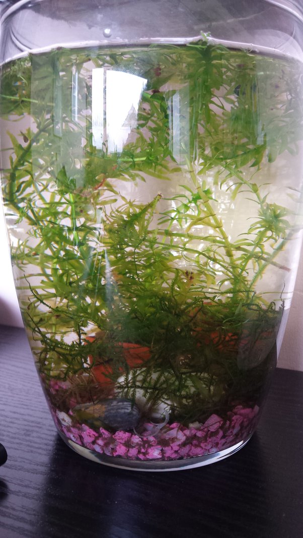 Guppies In Fish Bowl