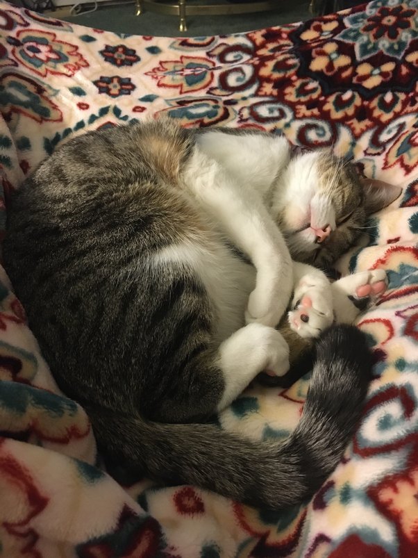 Why do people think cats aren't loyal and affectionate? Quora