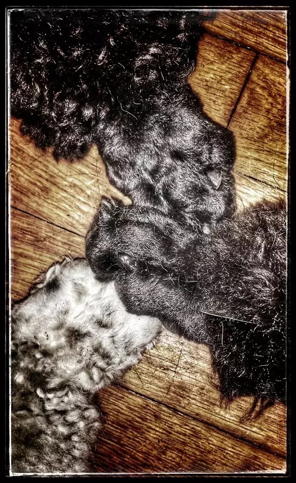 Is It Cruel To Take A Puppy From Its Mother