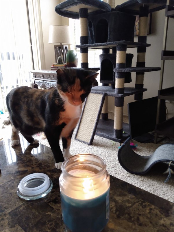 Do scented candles bother cats? Quora
