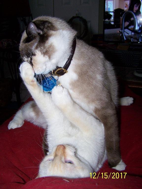 What are the best ideas to make my kitten follow me EVERYWHERE I go