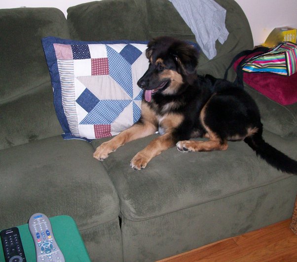 Why Are Dogs Afraid Of Brooms