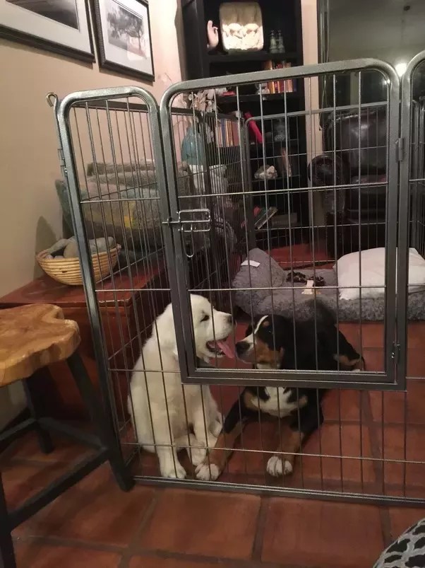 Are Rescue Dogs Harder To Train