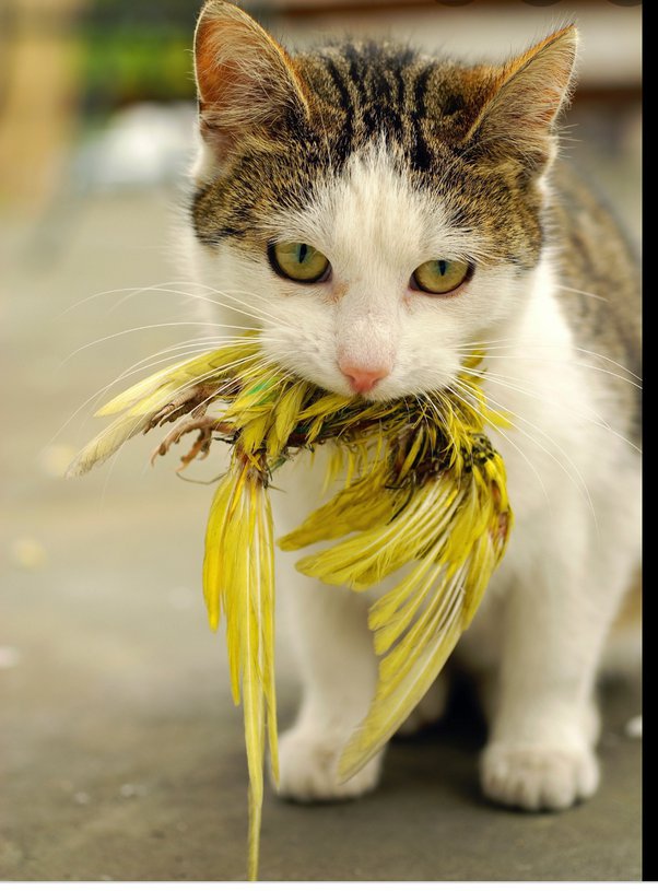 What animals kill for fun? Quora