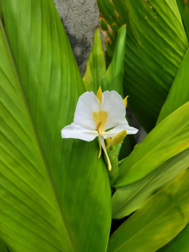 When you are in a garden, which flowers do you pick? Quora
