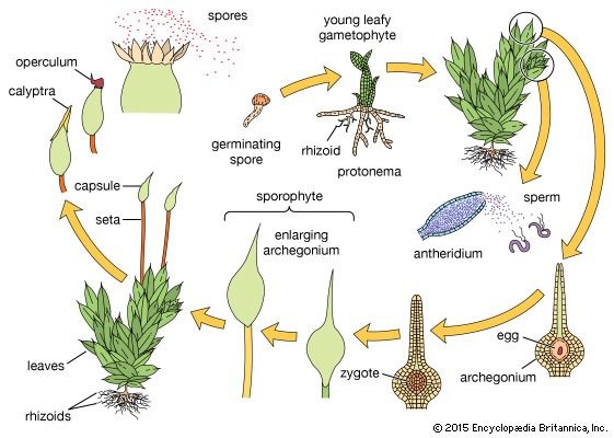 What Makes Ferns Seedless Vascular Plants? - Quora