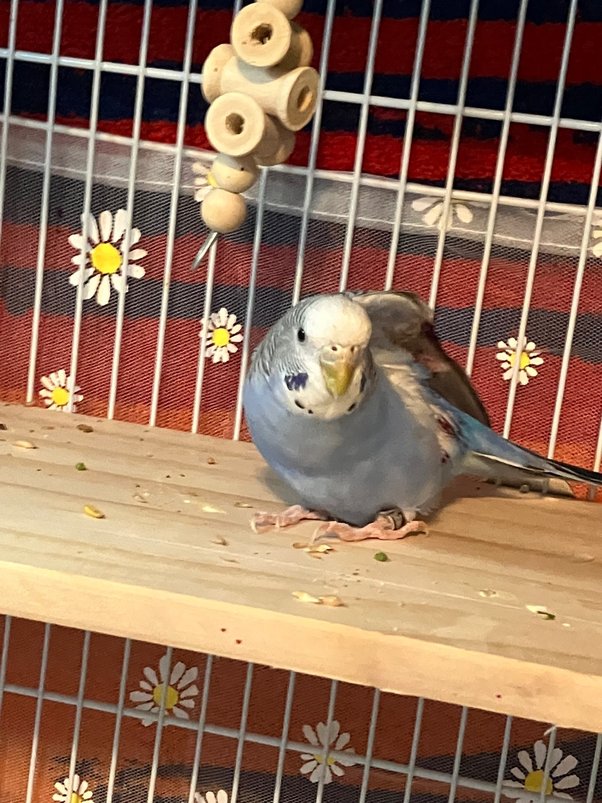 Why is my budgie bleeding through her butt? She looks likes shes trying