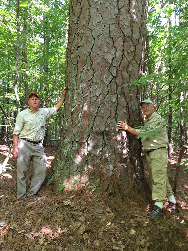 Do you agree to cut trees at 200 years old? Quora