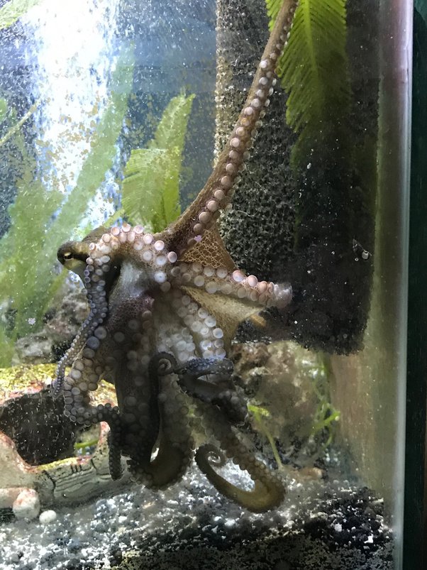 Freshwater Octopus Pet