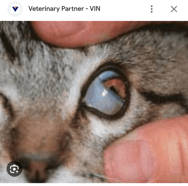 Exocin Eye Drops For Cats Side Effects v9306.1blu.de