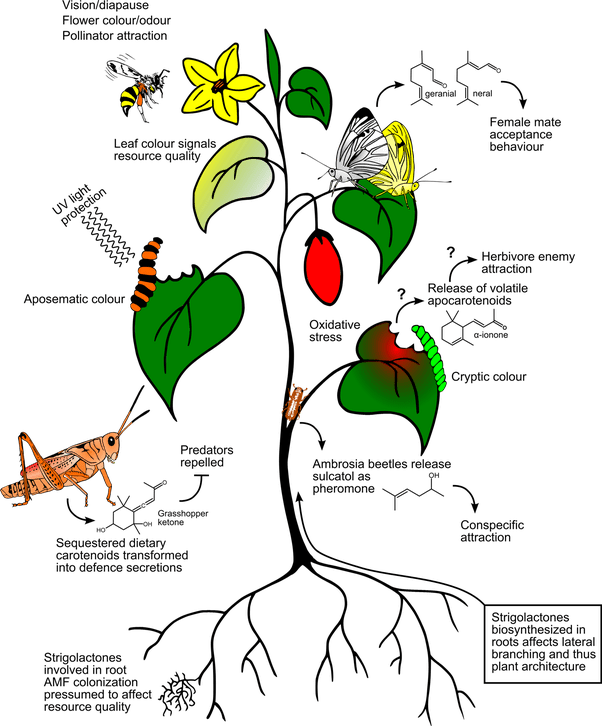 How do plants react when they are moved? Quora