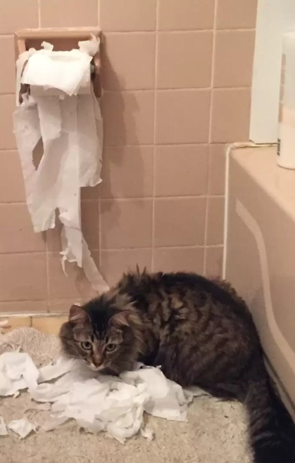 Do cats ever destroy houses? Quora