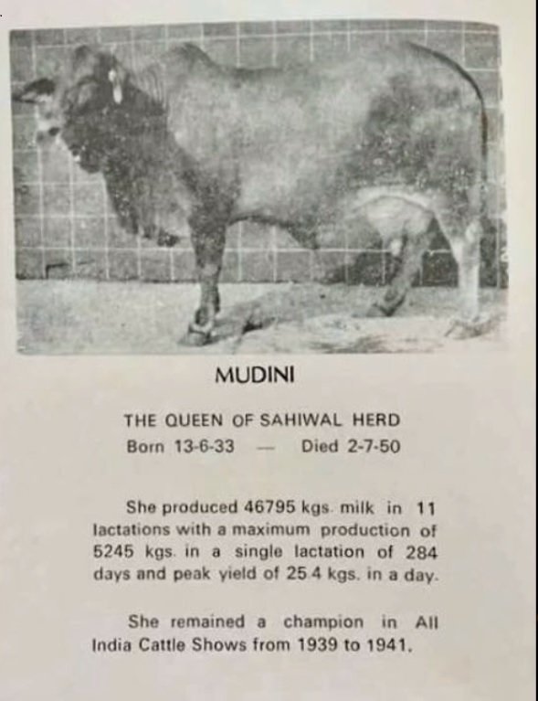 How much can a dairy farm owner with 50 cows can earn? Quora