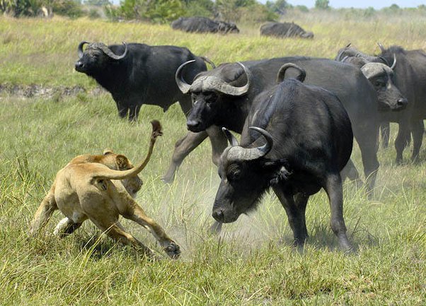 ¿Un animal está obligado a volverse más resistente, si su defensa