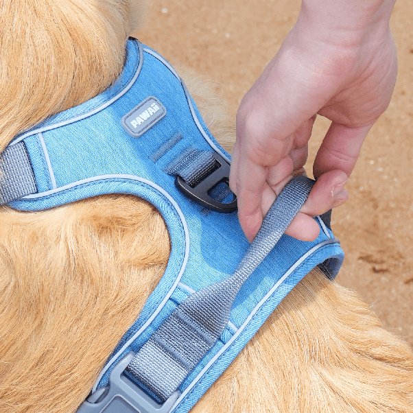 How to put a dog harness on a dog Quora