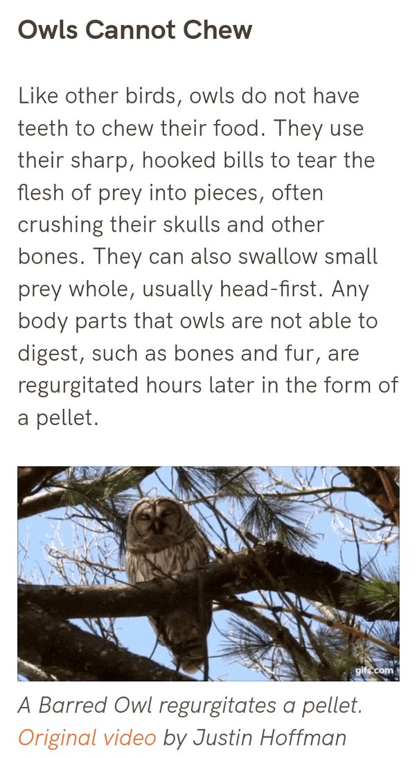 Do owls eat at night? Quora