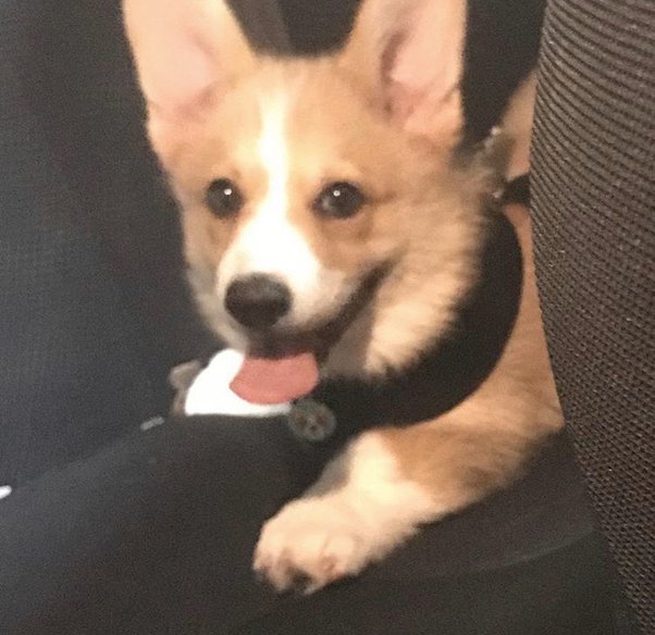 Should I Remove Dead Puppy From Mother