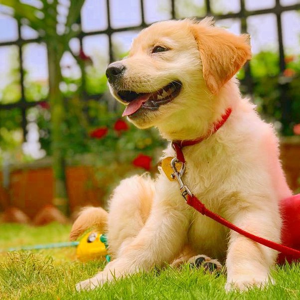 What Is The Price Of A Golden Retriever Puppy In India