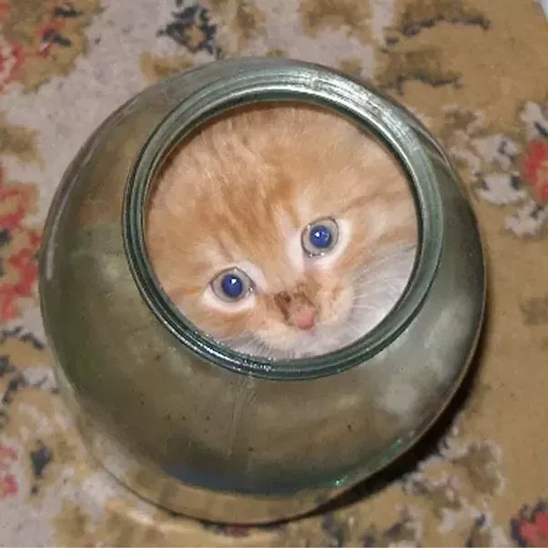 20+ Why Do Cats Like Shoes SamishtiLowrie