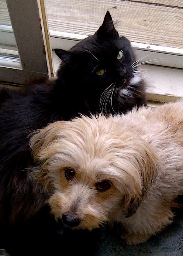 What Does It Mean When A Dog Pees On Your Foot