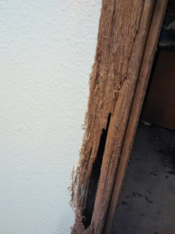 Why are dogs allowed in some rental properties but not cats? Quora