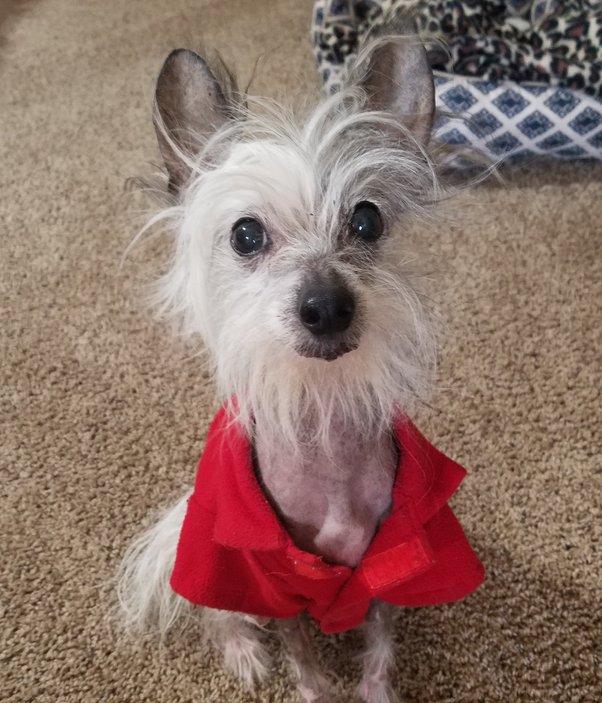 Why do dogs shake like they’re wet after they have been petted? Quora